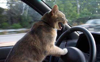 [scared-driving-cat.jpg]