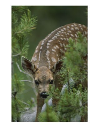 [A-Mule-Deer-Fawn-Peeks-Through-Branches-of-an-Evergreen-Tree-Photographic-Print-C12672279.jpeg]