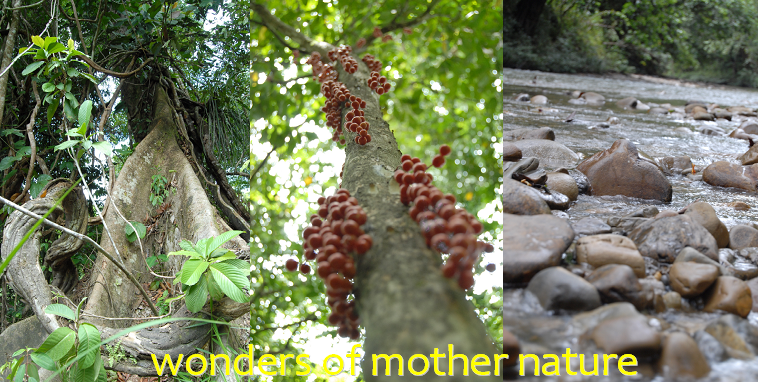 [wonders+of+mother+nature.png]