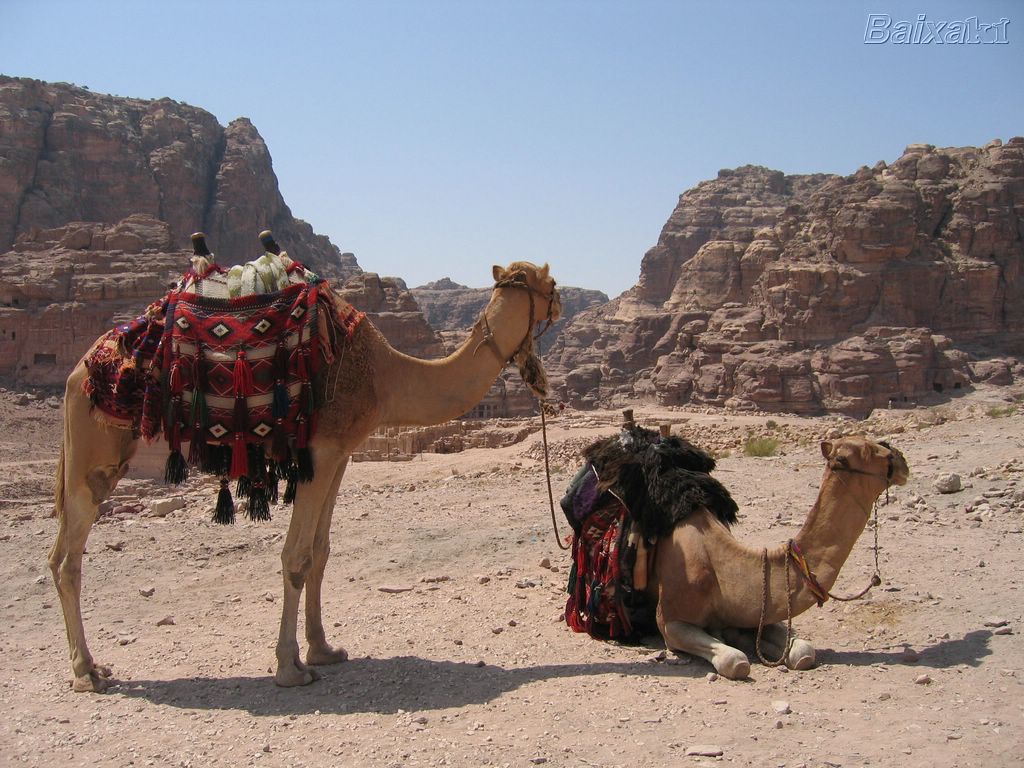 [BXK9360_camelos--jordania-por-eliomar-ribeiro800.jpg]