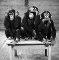 [Three+Wise+Monkeys.jpg]