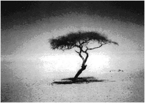 [tree-in-desert482x342.gif]