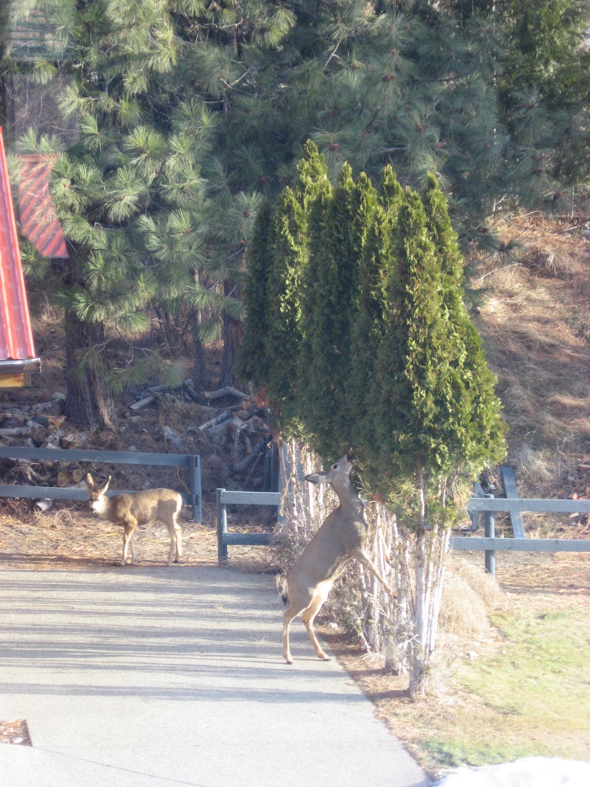 [15+Deer+outside+our+window.jpg]