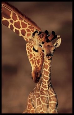 [girafe.jpg]