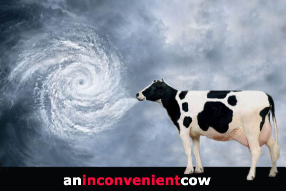 [Inconvenient+Cow2.jpg]