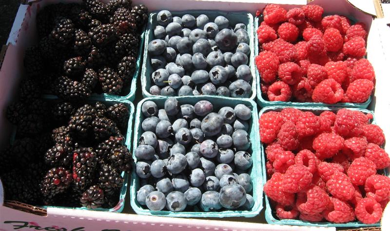 [berries+from+Dillard+(Medium).jpg]