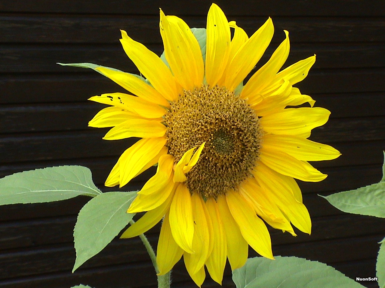 [sunflowers%20001.jpg]