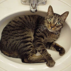 [Cat+in+a+sink.jpg]