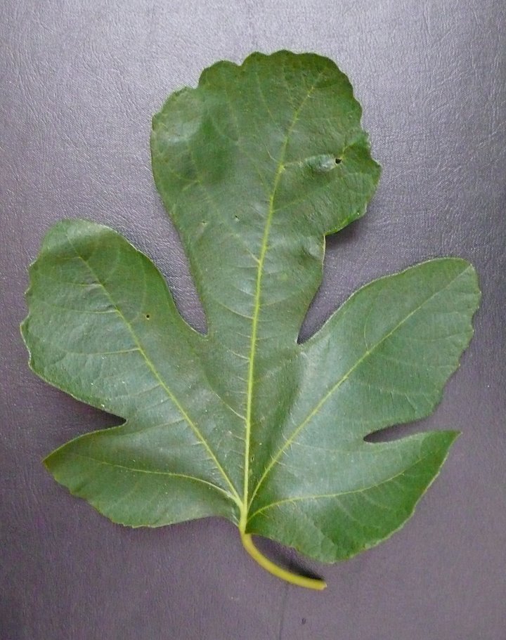 [fig+leaf.jpg]