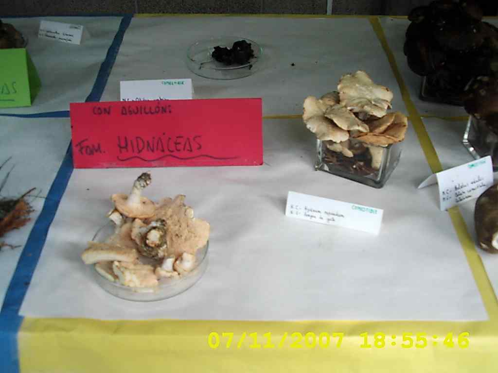 [DSCI0015+cogumelos+2007.JPG]
