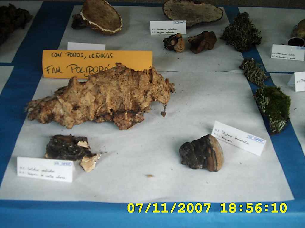 [DSCI0018+cogumelos+2007.JPG]