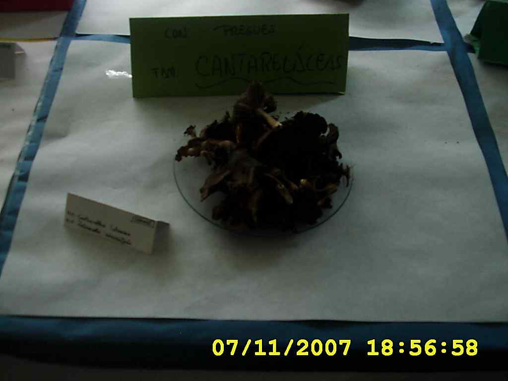 [DSCI0023+cogumelos+2007.JPG]