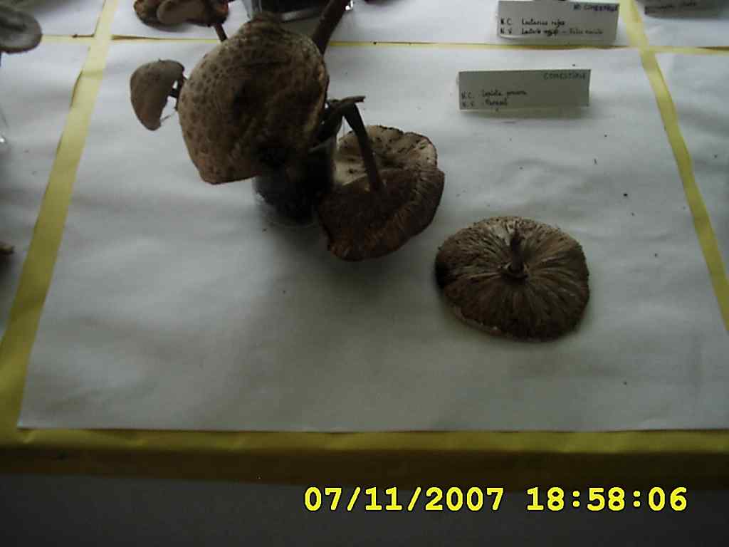 [DSCI0030+cogumelos+2007.JPG]