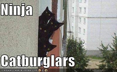 [funny-pictures-black-cats-ninja-burglers.jpg]