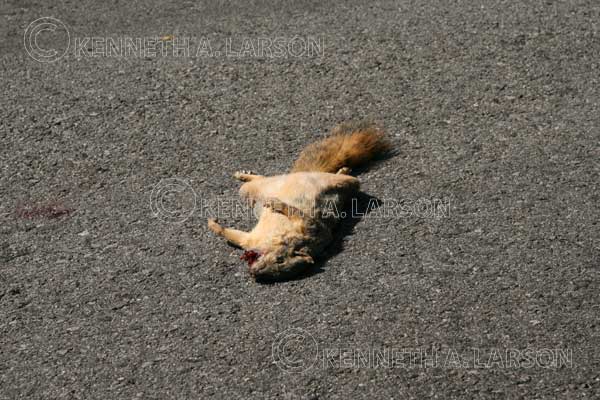 [Roadkill-squirrel_9795_05100.jpg]