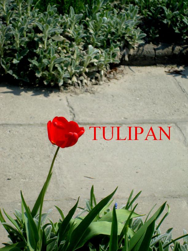 [tulipan[napis].JPG]