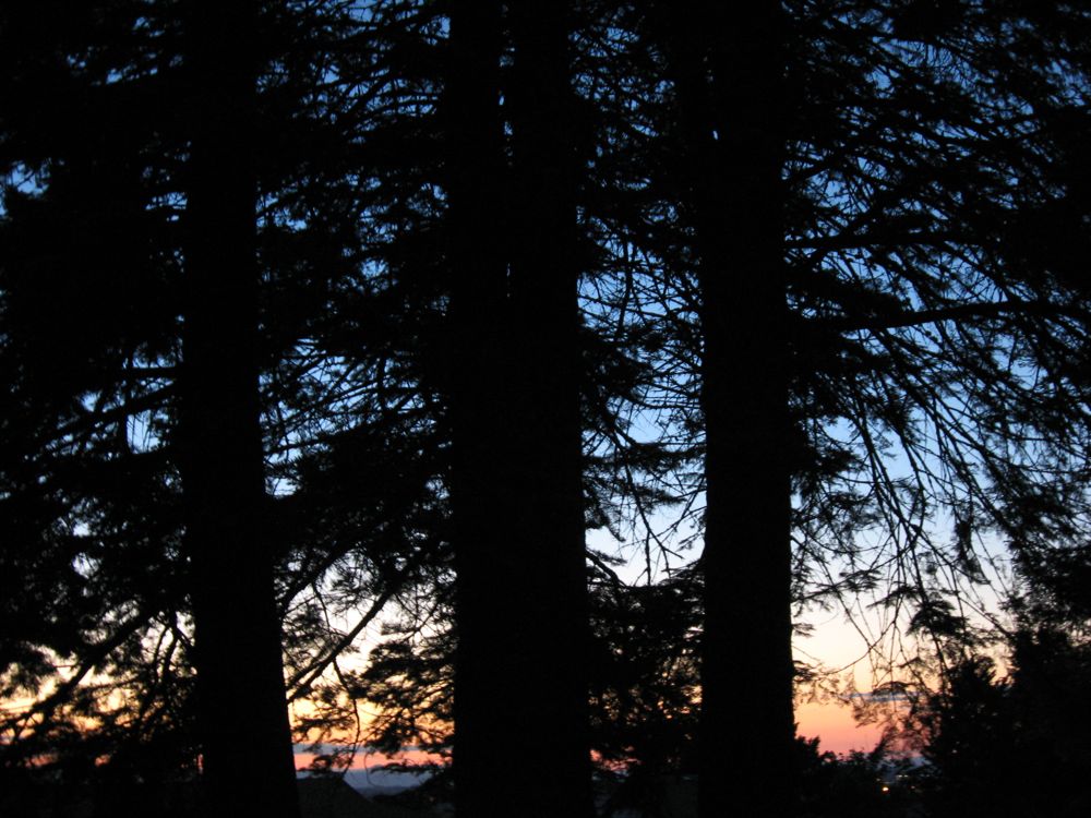 [sunset+through+trees.jpg]