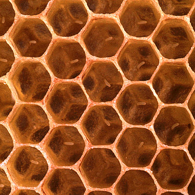 [honeycomb.gif]