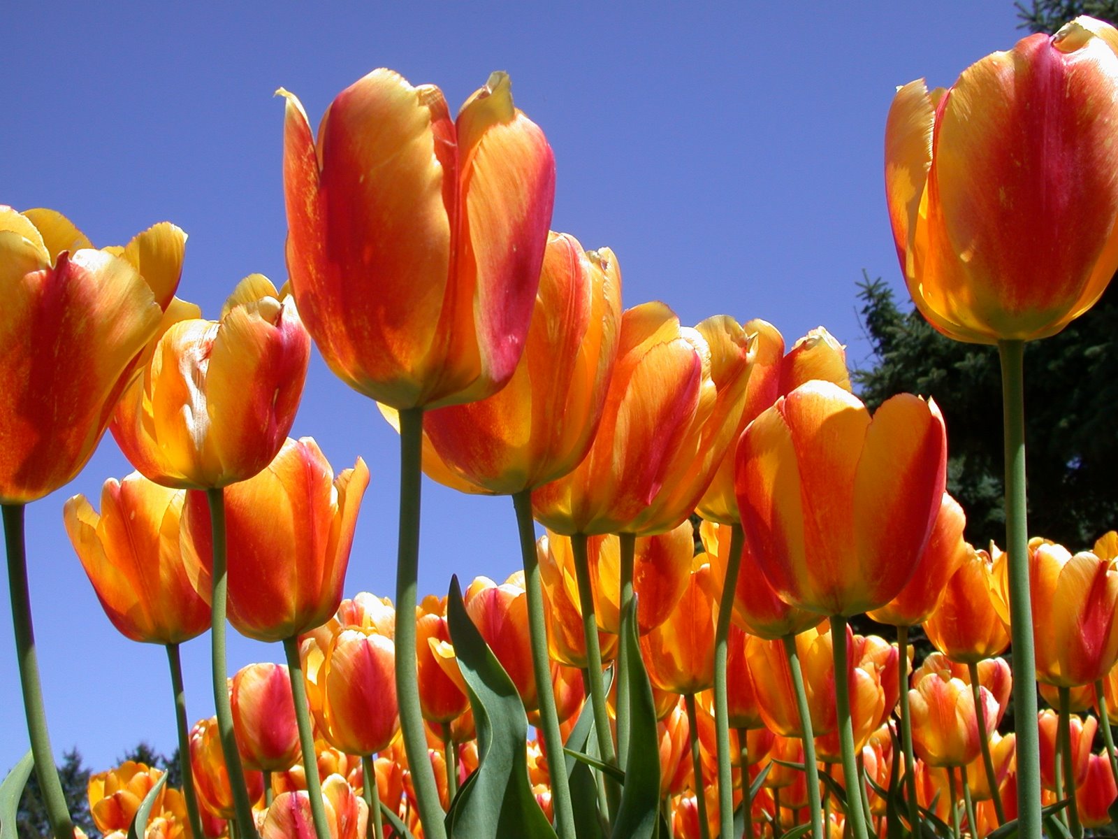 [Tulips+orange+credit+Carolyn+Stich.JPG]