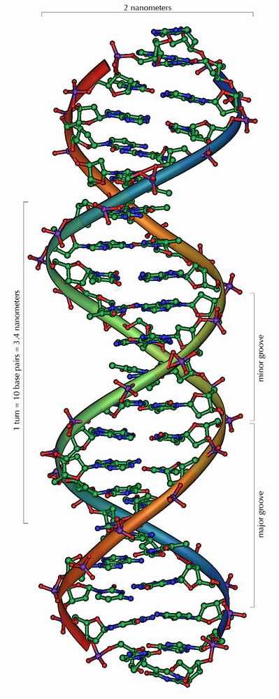 [DNA_Overview.JPG]