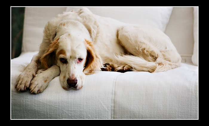 [dog+couch.jpg]