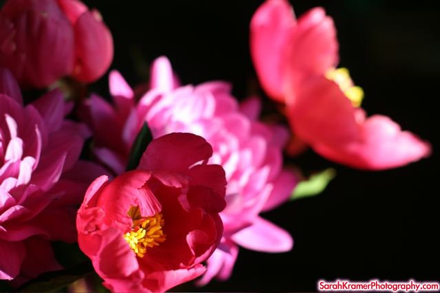 [pinkflowers.jpg]
