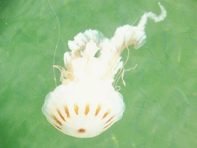 [jellyfishblog.jpg]