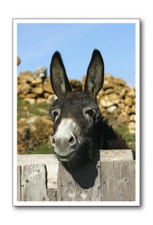 [burro2.jpg]
