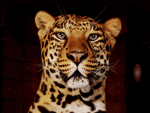 [animais_leopardo.png]