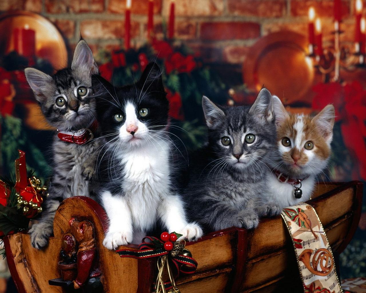 [christmas-cat-wallpapers.jpg]