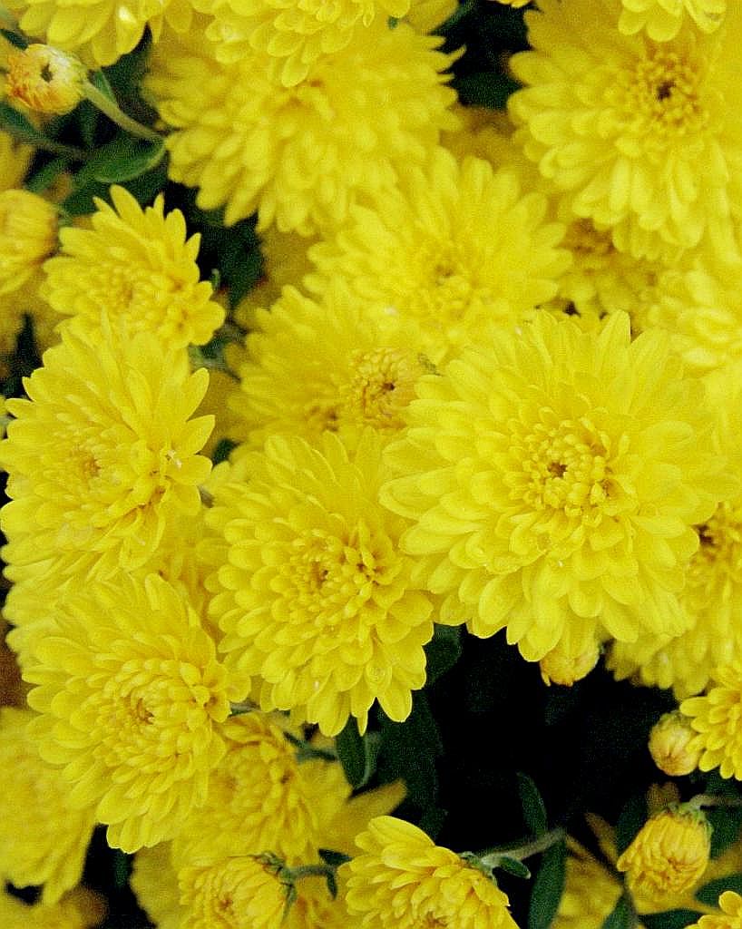 [yellow+flower+pic+9_edited+2.jpg]