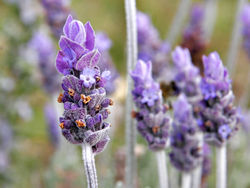 [bunga+lavender.jpg]