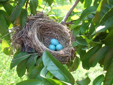 [robins+nest+with+eggs.jpg]