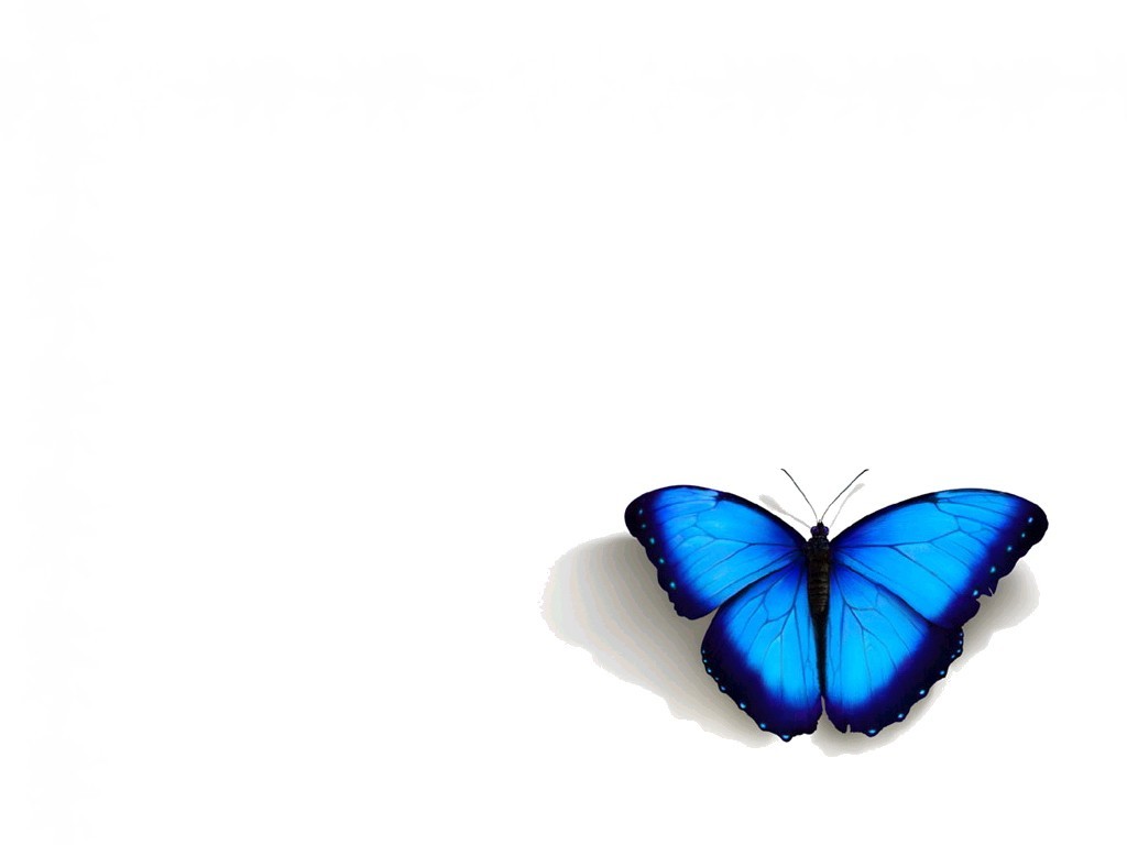 [mariposa_azul-1024x768.jpg]
