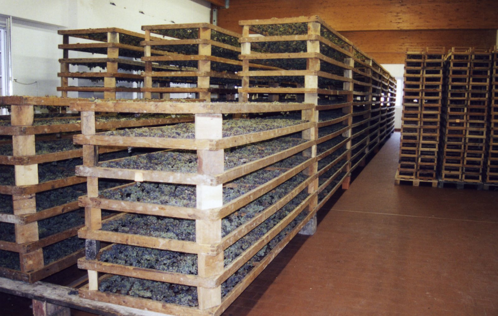 [Grapes+drying+for+Passito.jpg]
