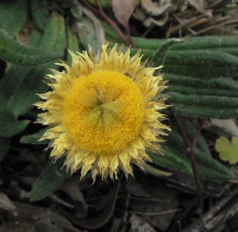 [flower+helichrysum+scorpioides.jpg]