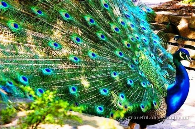 [peacock-pictures-wallpapers2.jpg]