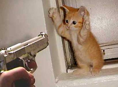 [cat_burglar__oPt.jpg]