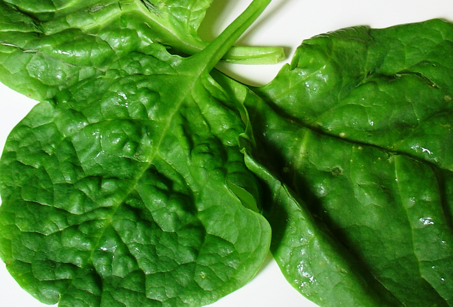 [Ceylon+Spinach.JPG]