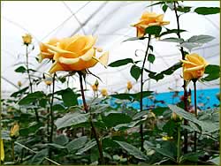 Cultivo de rosas