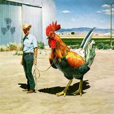 giant+chicken+cock.jpg