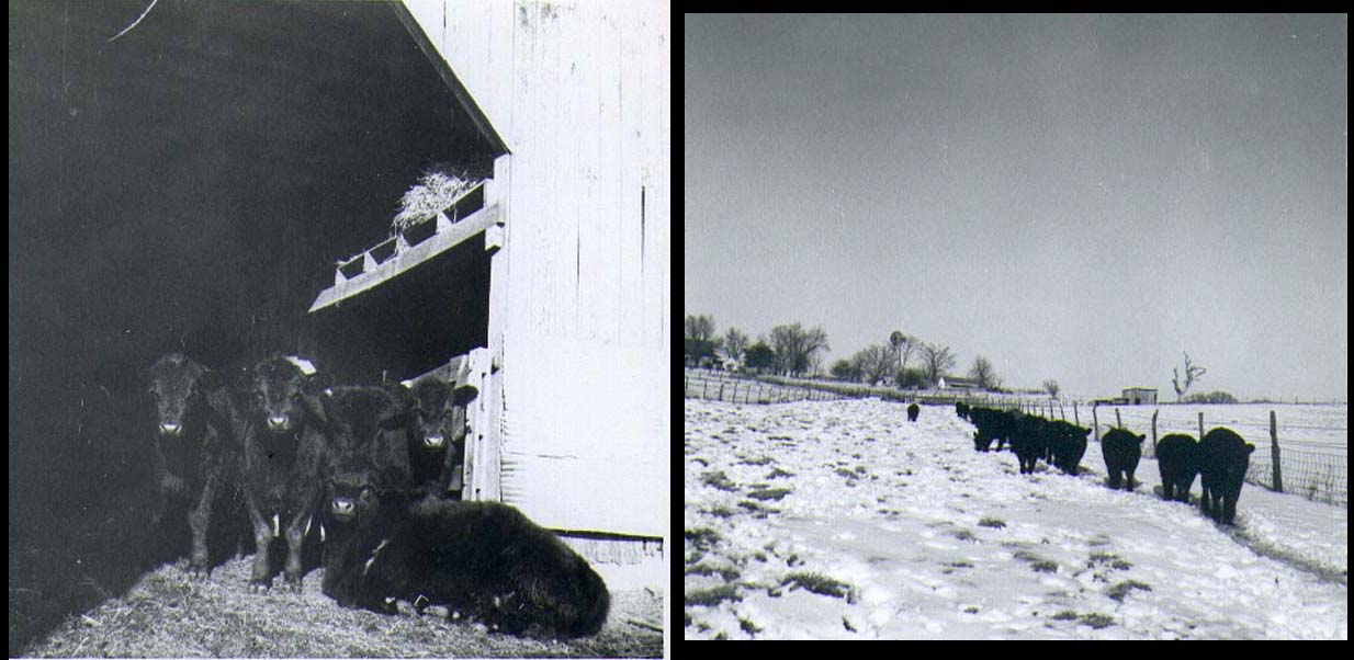 [Cattle+in+barn+and+field+1967.jpg]
