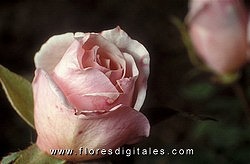 [rosas_rosas-ub02.jpg]