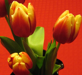 [3+tulips.JPG]