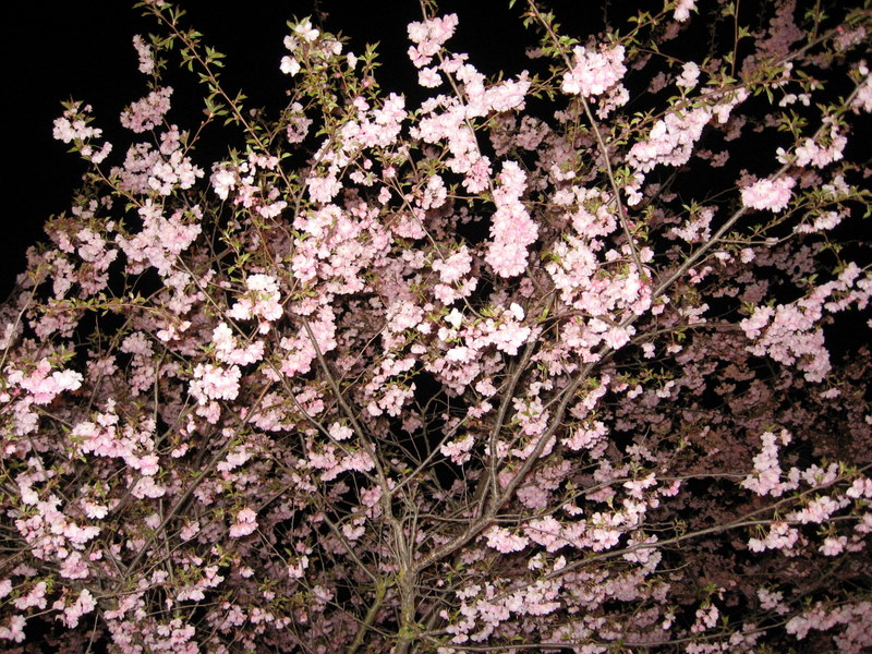 [blossoms.JPG]