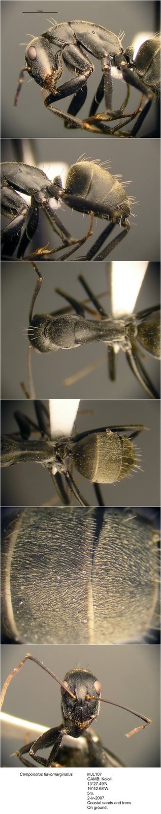 [Camponotus+flavomarginatus+MJL107+photomontage+linear.jpg]