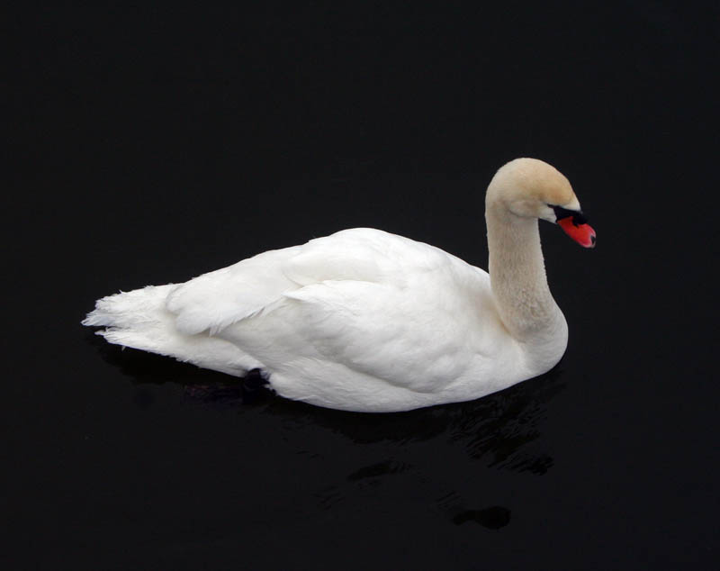 [swan.jpg]