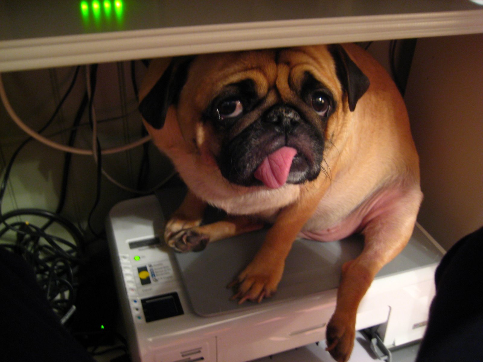 [pug+pictures+068.jpg]