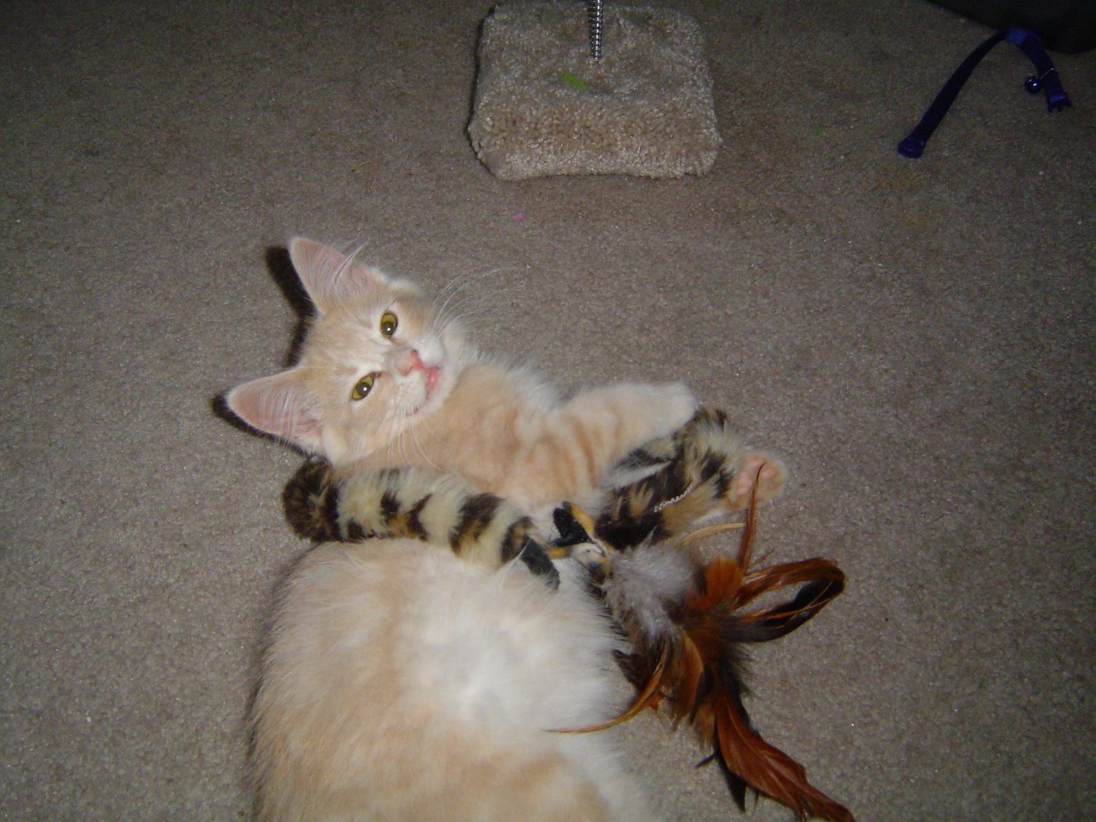 [Buttercup+with+toy.JPG]