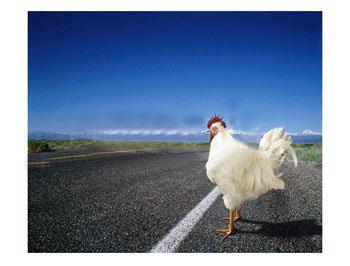 [chicken_at_road.jpg]